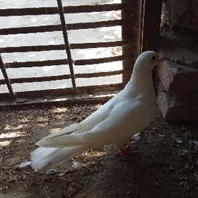 kepderi