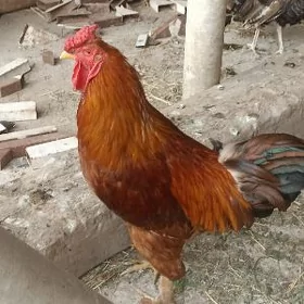 indik horaz