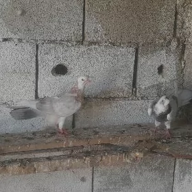 kepderi