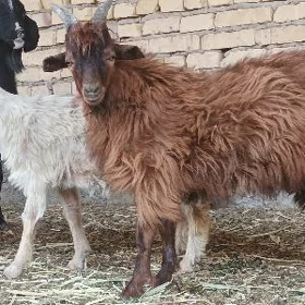 Geci cebis owlak