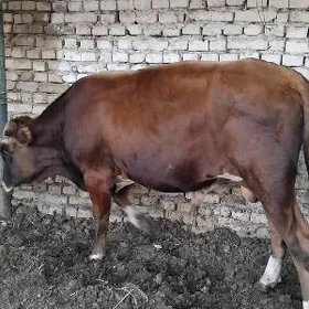 öküz