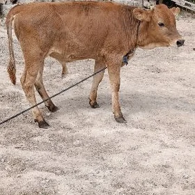 ÖKÜZ ARGINAL ŞWES