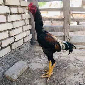 horaz towuk