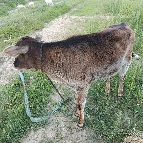Göle