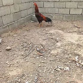 horaz