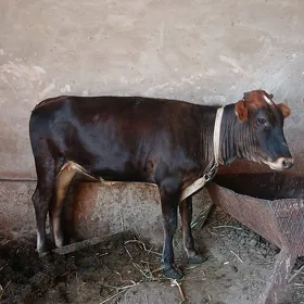 Bakylan göle