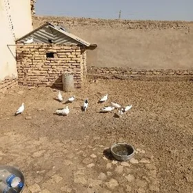 çornesey