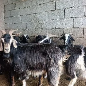 GEÇİLER