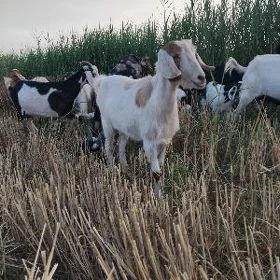 geci