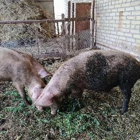doňuz