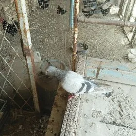kepderi