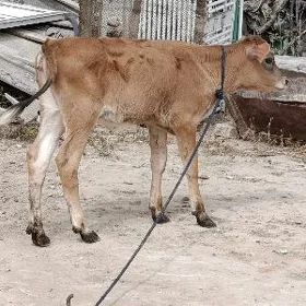 ŞWES TUWE