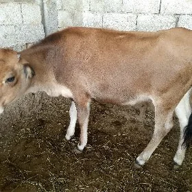 Tohum tüwe