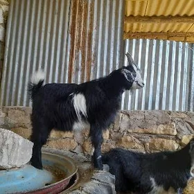 Çebiş