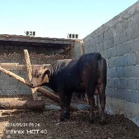 öküz