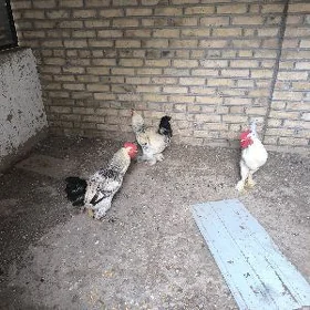петухи лахианогие