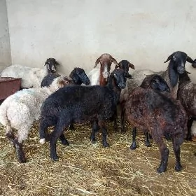 garakol işşekler