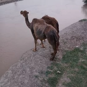 torumly düýe