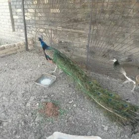 Tawus