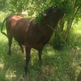 Bakylan öküz