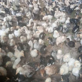 jüýjeler