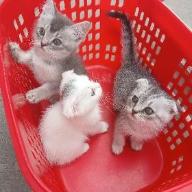 котята