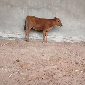 Ökuzçe