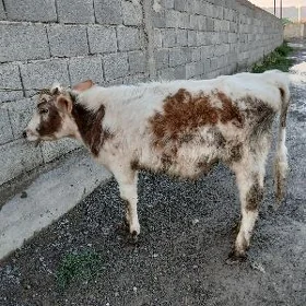 ökuz
