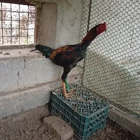horaz