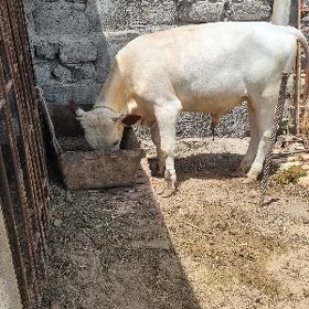 Öküz