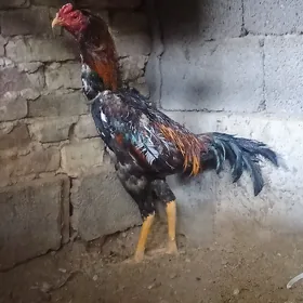 Taşkent horaz