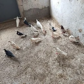 kepderi.