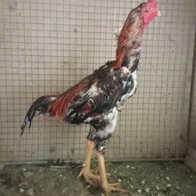 Taşkent horaz