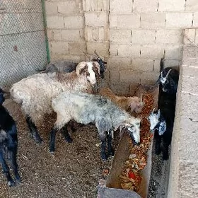 Geci