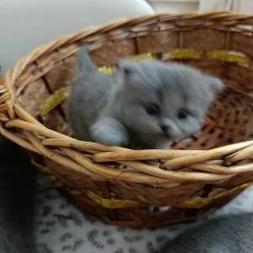 вислоушка девочка