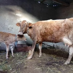 goleli sygyr