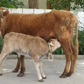 goleli sygyr