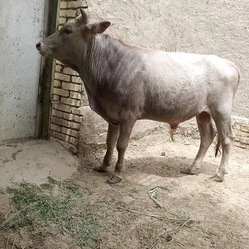 Göküz