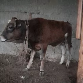 Girbirit ökuz