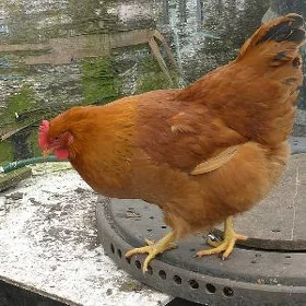 towuk
