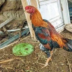 horaz taskent