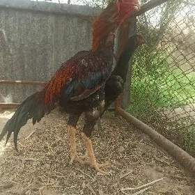 Baysy horaz maki