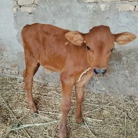 saglyk sygyr