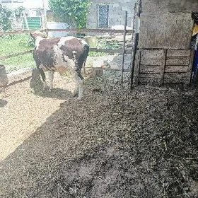 öküz