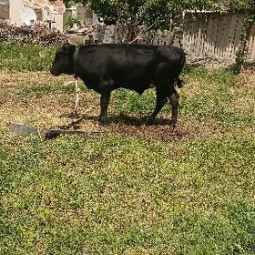 öküz