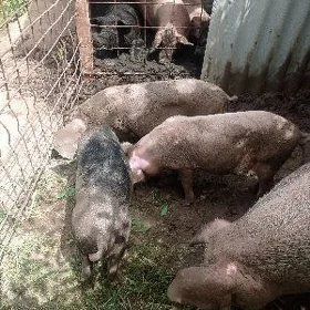 Doňuz