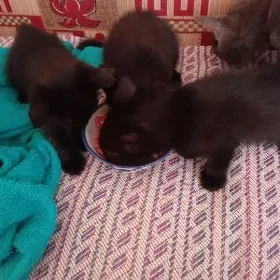 котята в доброе руки