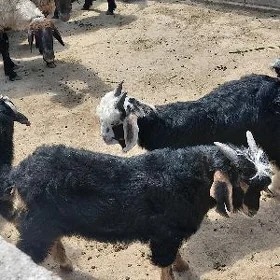 çewiş