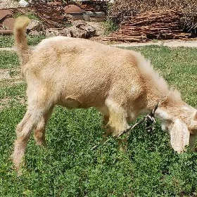 geci