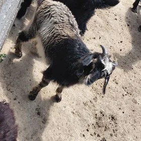 çebiş